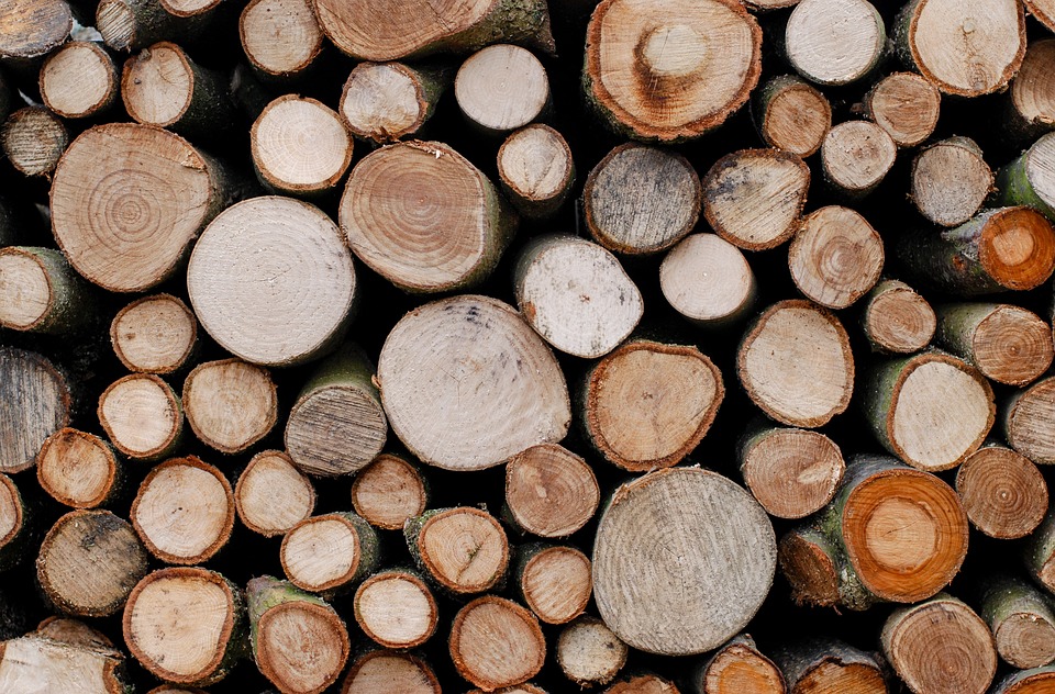 YELLOW CEDAR